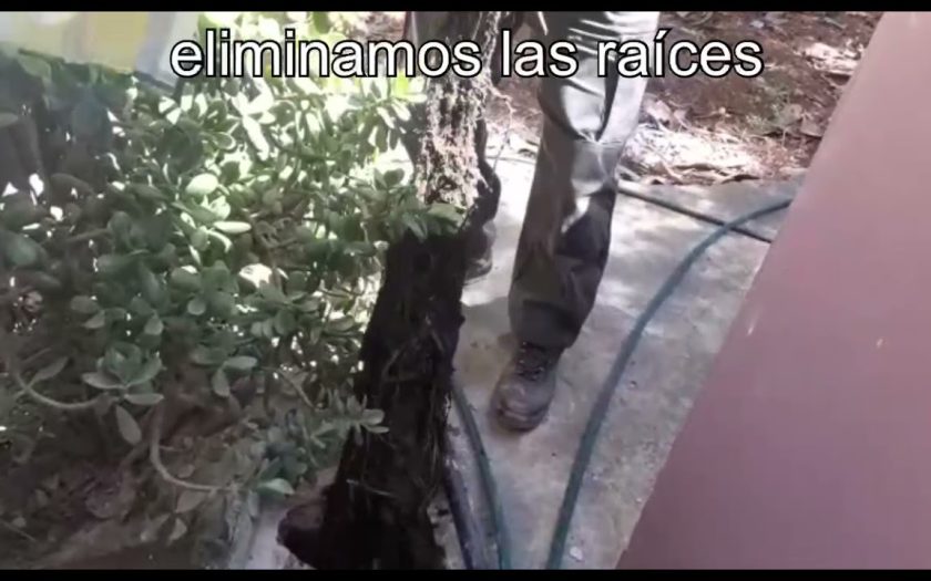 desatasco de tuberías por raíces