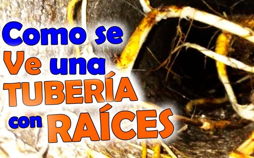 inspección de tuberías con raíces